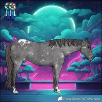 Horse Color:Smoky Black Appaloosa