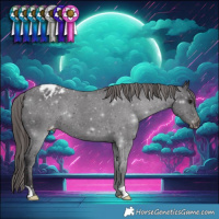 Horse Color:Smoky Black Appaloosa 
