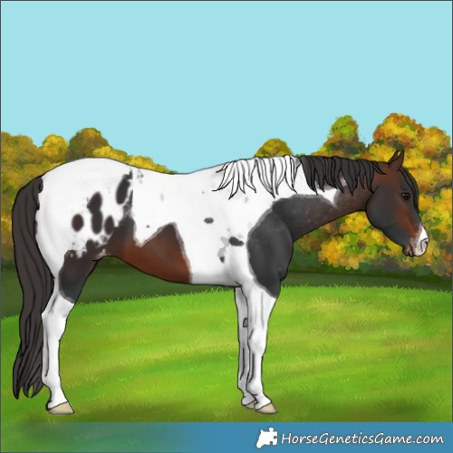 Horse Color:Brown Tobiano Appaloosa