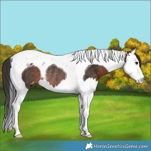 Horse Color:Brown Splash Tobiano Appaloosa Rabicano