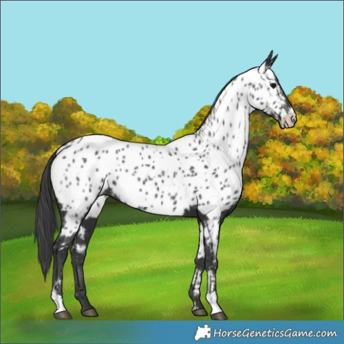Horse Color:Black Appaloosa