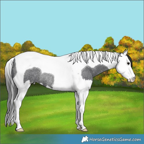 Horse Color:Blue Roan Splash Tobiano Rabicano