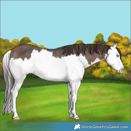 Horse Color:Brown Splash Appaloosa Rabicano