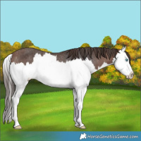 Horse Color:Brown Splash Varnish Rabicano 