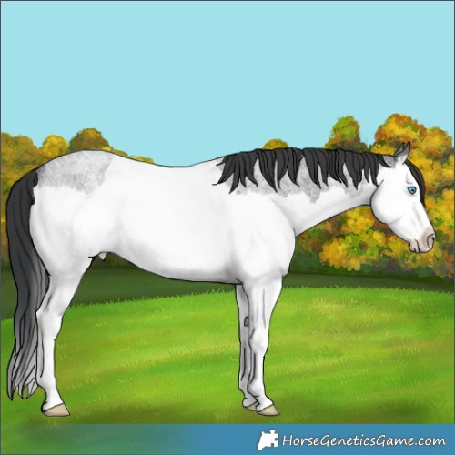 Horse Color:Blue Roan Splash Rabicano 