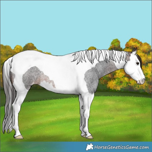 Horse Color:Brown Roan Splash Tobiano Appaloosa Rabicano