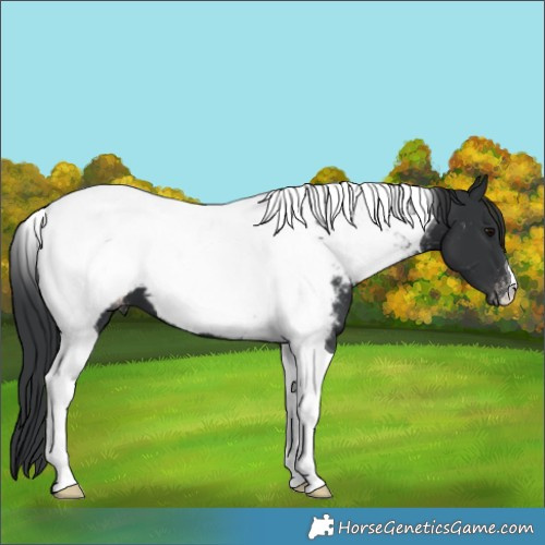 Horse Color:Black Tobiano Appaloosa