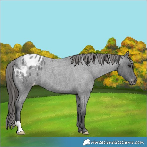 Horse Color:Blue Roan Appaloosa 