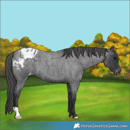 Horse Color:Blue Roan Appaloosa 