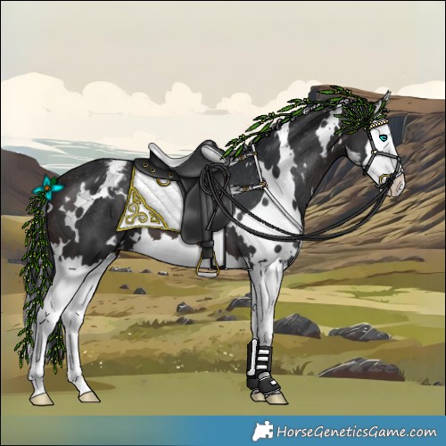 Horse Color:White Spotted Brown Splash Appaloosa 