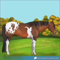 Horse Color:Brown Tobiano Blanket