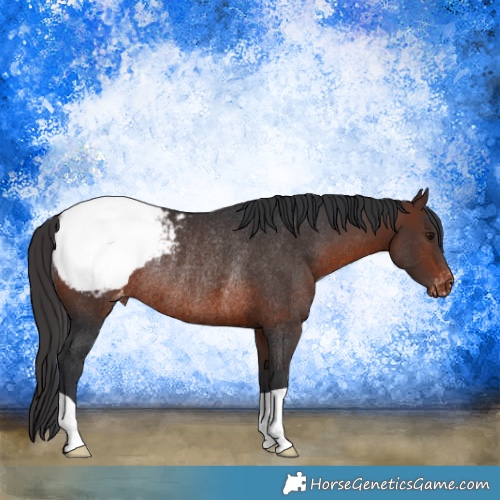 Horse Color:Brown Appaloosa Rabicano