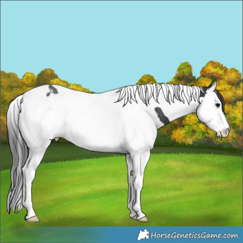 Horse Color:Black Splash Tobiano Appaloosa Rabicano 