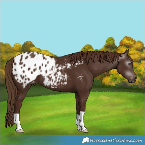 Horse Color:Gray Chestnut Appaloosa 