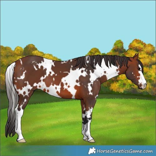Horse Color:White Spotted Bay