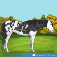 Horse Color:Black Splash Appaloosa 