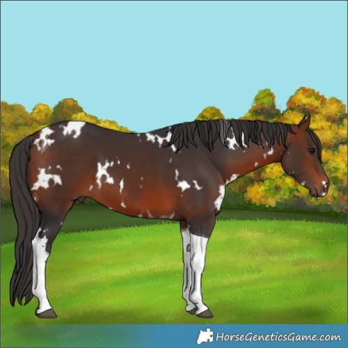Horse Color:White Spotted Bay Tobiano