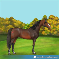 Horse Color:Bay Varnish and Bay Varnish