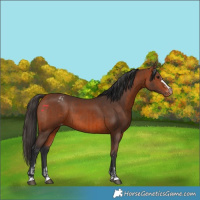 Horse Color:Bay Appaloosa  and Bay Appaloosa 