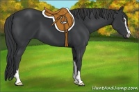 Horse Color:Black Sabino 