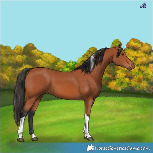 Horse Color:Bay Tobiano