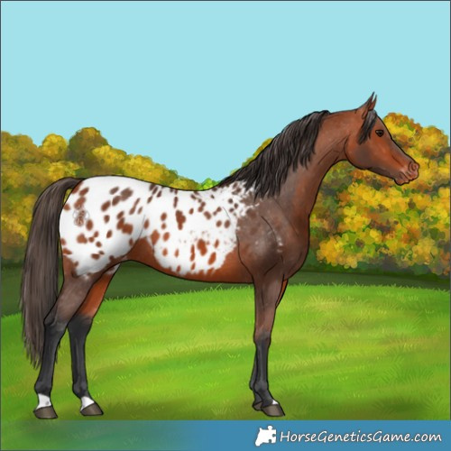 Horse Color:Bay Appaloosa