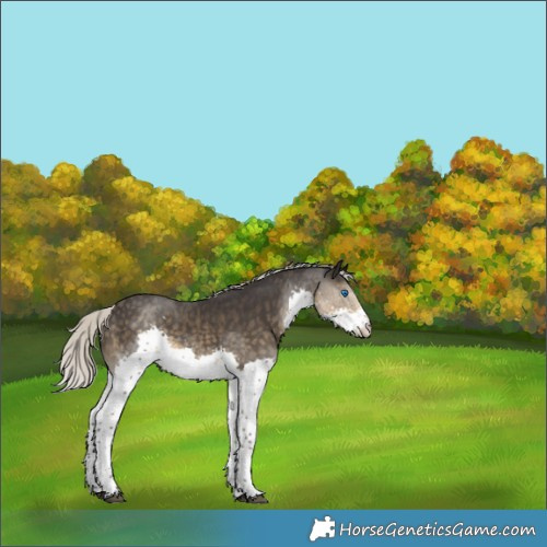 Horse Color:Silver Smoky Black Splash Rabicano 