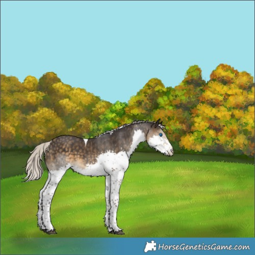 Horse Color:Silver Smoky Black Splash Tobiano 