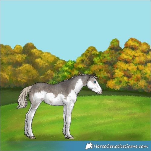 Horse Color:Silver Smoky Black Sabino Splash 