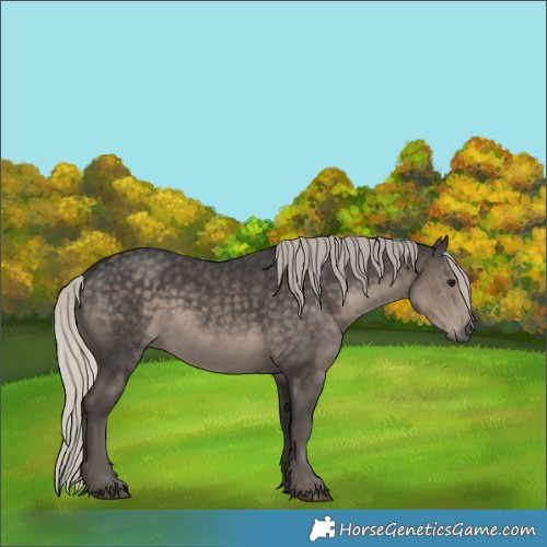 Horse Color:Silver Smoky Black Rabicano 