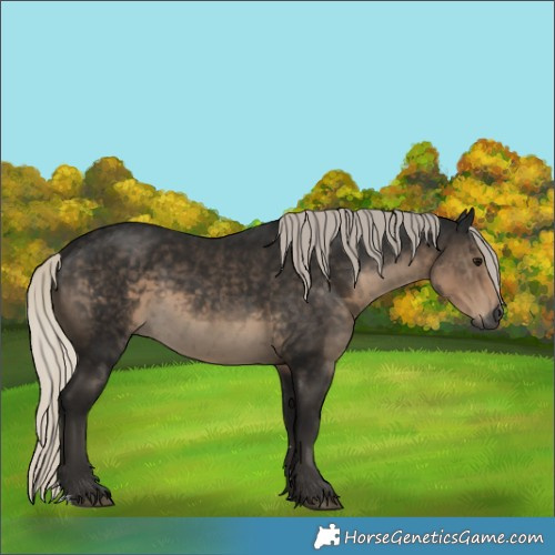 Horse Color:Gray Silver Smoky Black Rabicano 