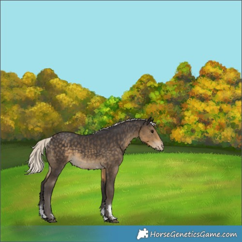 Horse Color:Silver Smoky Black Sabino Appaloosa Rabicano 