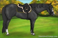 Horse Color:Black Sabino 