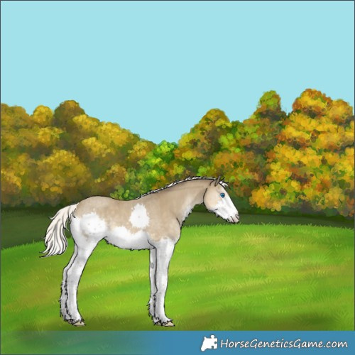 Horse Color:Silver Classic Cream Champagne Sabino Splash Appaloosa Rabicano 