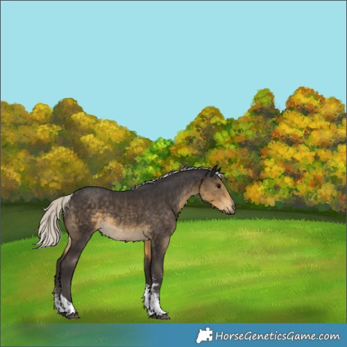 Horse Color:Silver Smoky Black Sabino Tobiano Rabicano 