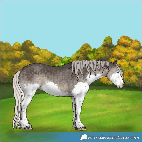 Horse Color:White Spotted Silver Smoky Black Splash Rabicano 