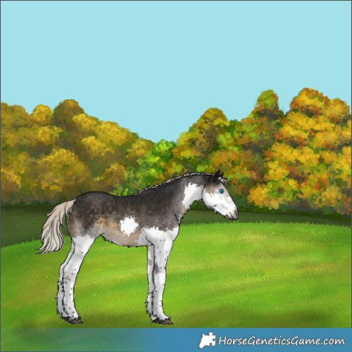 Horse Color:Gray Silver Smoky Black Splash 