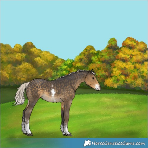 Horse Color:Silver Smoky Black Sabino 