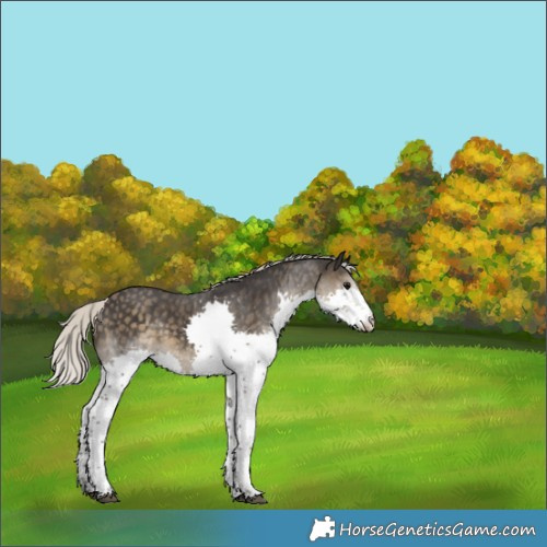 Horse Color:Silver Smoky Black Sabino Splash 