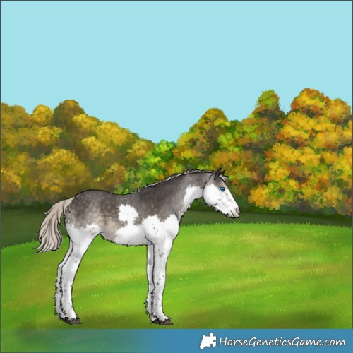 Horse Color:Silver Smoky Black Sabino Splash 