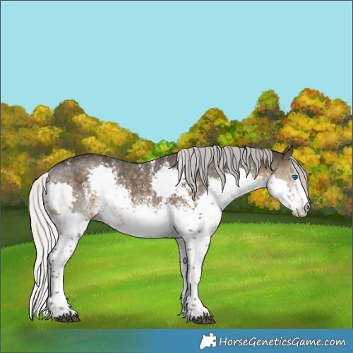 Horse Color:Silver Smoky Black Sabino Splash 