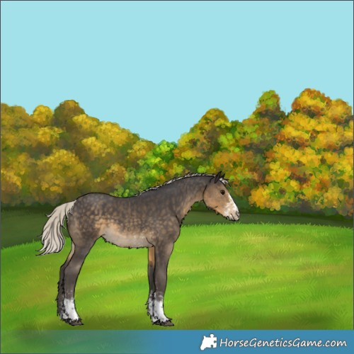 Horse Color:Silver Smoky Black Sabino 