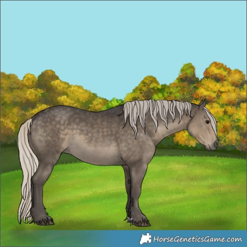 Horse Color:Silver Smoky Black Rabicano 