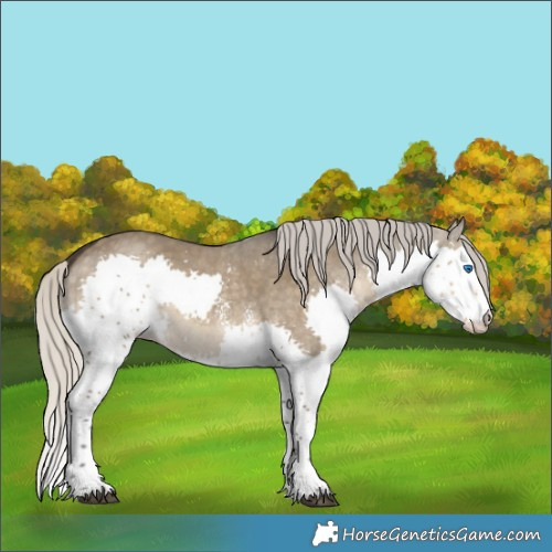 Horse Color:Silver Smoky Grullo Sabino Splash Rabicano 