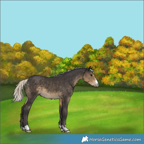 Horse Color:Silver Smoky Black 