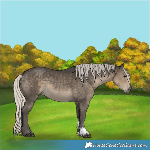 Horse Color:Silver Smoky Black Sabino Rabicano 