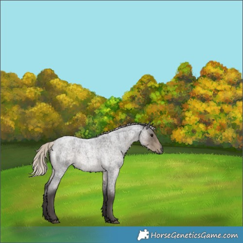Horse Color:Silver Smoky Blue Roan Rabicano 