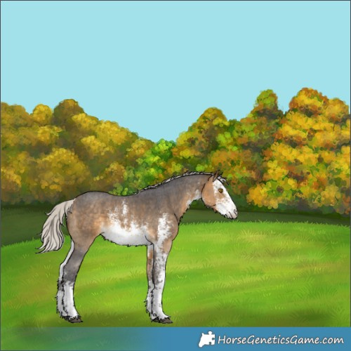 Horse Color:White Spotted Silver Buckskin Sabino Rabicano 