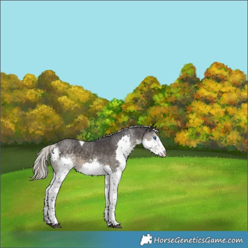 Horse Color:Silver Smoky Black Sabino Splash Tobiano Rabicano 