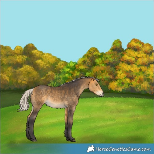 Horse Color:Silver Buckskin Rabicano 